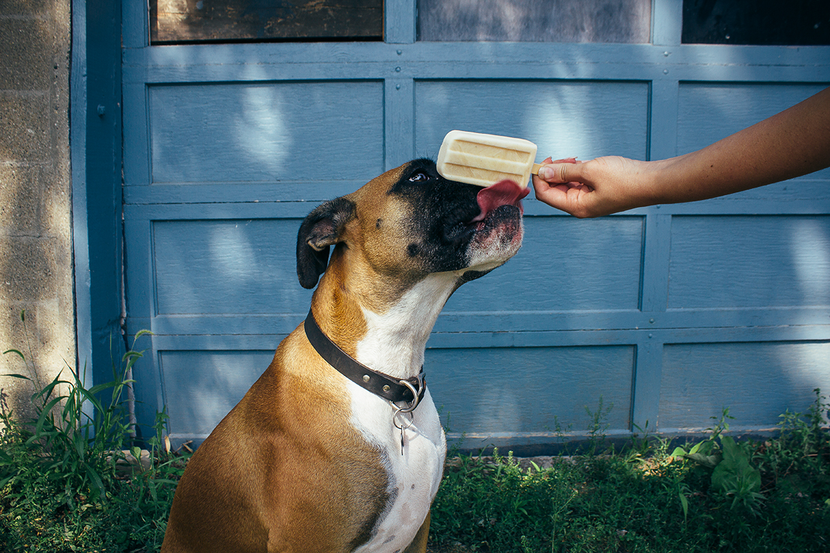 Creamy Peanut Butter Pupsicles (Dog Popsicles) - Vegetarian 'Ventures