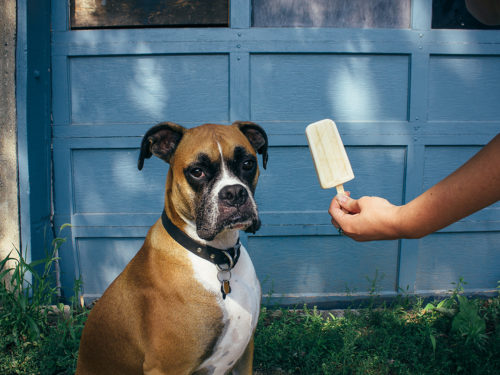 Assorted Dog Popsicles { Pupsicles } - The Cottage Market